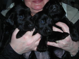 The Dogs