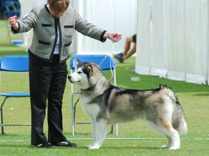 SILVER AT BATH CC SHOW