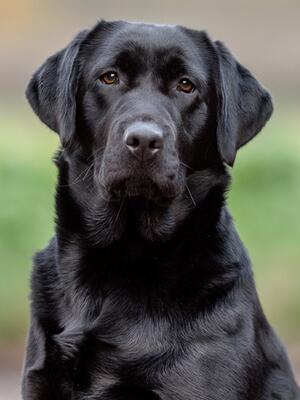 Lizzie 12 months