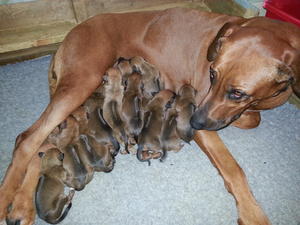 Kahlua & puppies