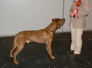 SEMILLON wins Limit Dog class at CRUFTS 2013