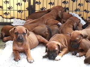 Puppies first time in the sun