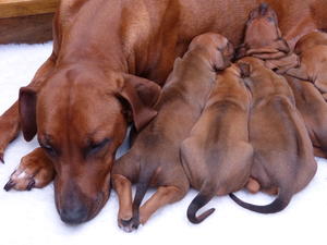 Prosecco with week old puppies