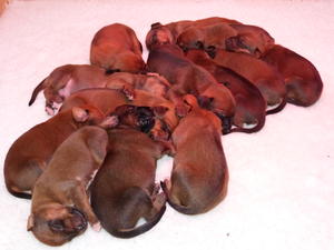 puppies at 2 weeks old