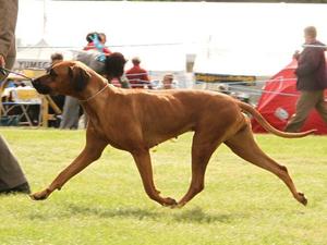 Darlington Ch Show 2010