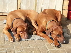 Semillon & Kahlua