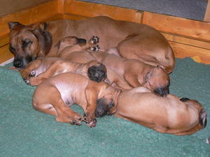 Grenache & puppies 4 weeks old