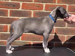 Bacardi at 8 weeks
