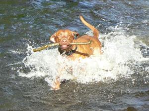 SEMILLON loves the water