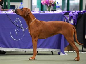 Prosecco in the ring