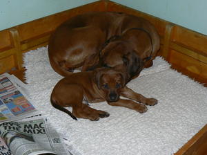 Nomusa & puppy @ 4 weeks
