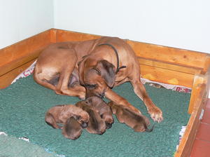Grenache & puppies 2 days old