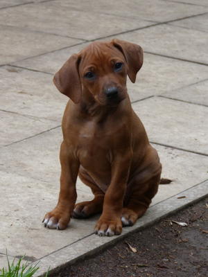 correct bitch puppy at 8 weeks