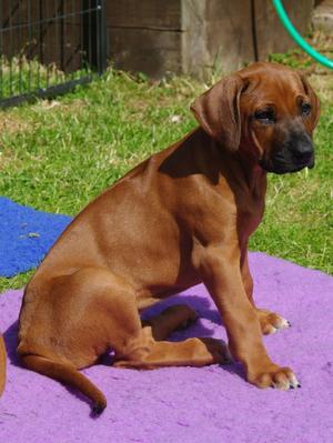 Kahlua as a puppy