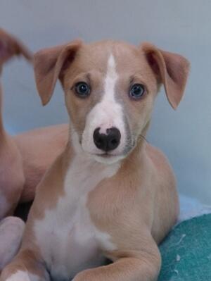 Boomerang at 10 weeks