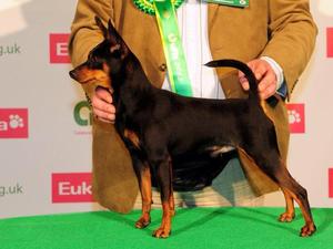 BOB Crufts 2013
