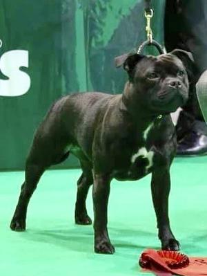 Crufts - 1st place Undergraduate Bitch