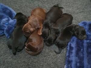 Patsy's litter