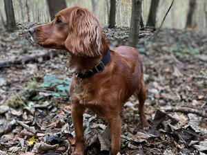 A picture of Patsy the puppies mother.