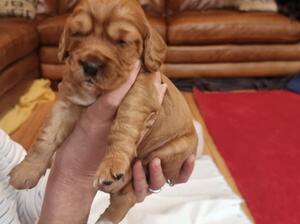 One of Patsys pups 🐶