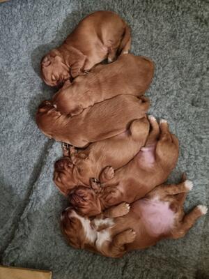 Patsy with her puppies.