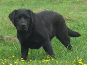 Swanness Black Olive Of Mine