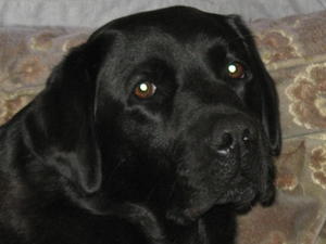 Swanness Black Olive Of Mine