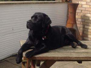 Monty , Ruby and Ernie pup 16 months old .