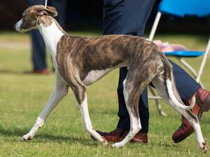 Qualifying for Crufts at Bath Champ Show