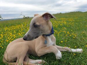 Cyril as pup, June 2021