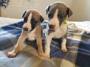 Boy on right available