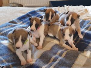 The Litter