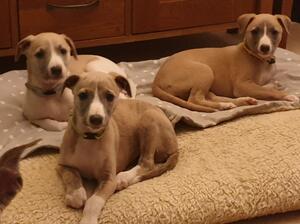 Bitch puppies, March 21 Litter