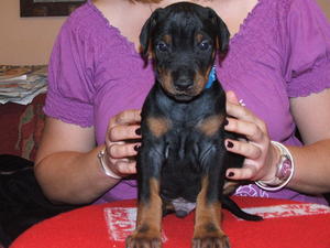 blue collared dog