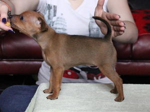 Red Bitch 7 weeks