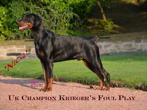 Ch Krieger's Foul Play - Nico