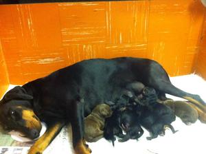 Deva & her puppies