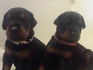 2 of the girls