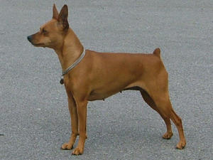 ROXY MIN PIN