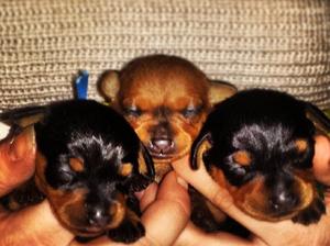 Puppies 7 days