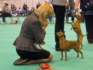 Jojo Winning Limit Dog @ Crufts 2013