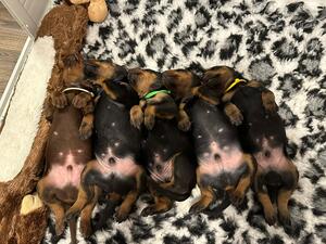 Babies 9 days old