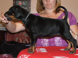 Black collared bitch