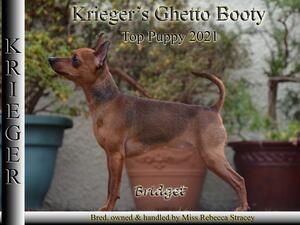 Ch Krieger's Ghetto Bootie - Bridget