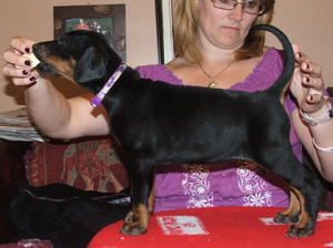 purple collared bitch