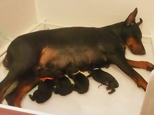 Jetta and her babies