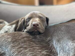 Comfy snooze