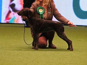 Crufts 2020