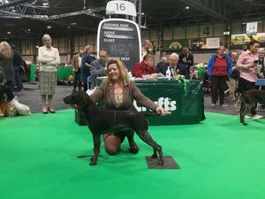 JENGA BEST OF BREED @ CRUFTS