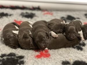 JENGA & BOLTS LITTER